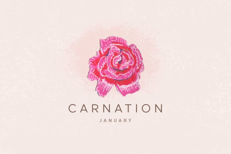 carnation flower illustration