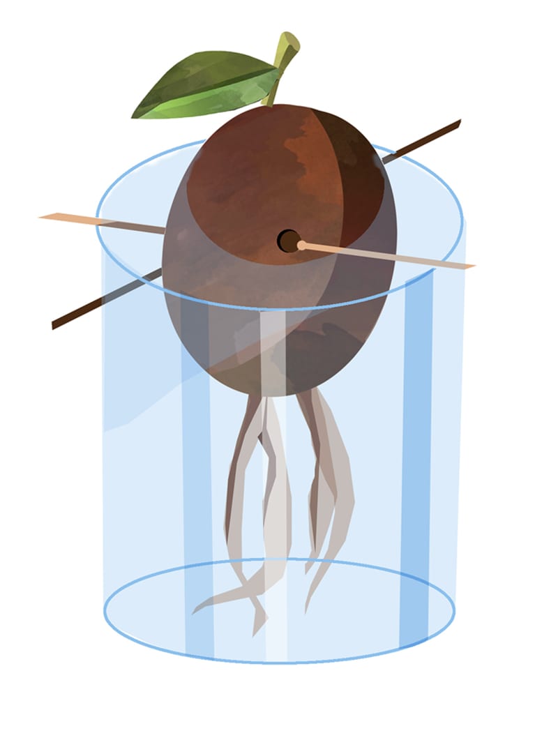 illustration of an avocado pit sitting in water growing roots
