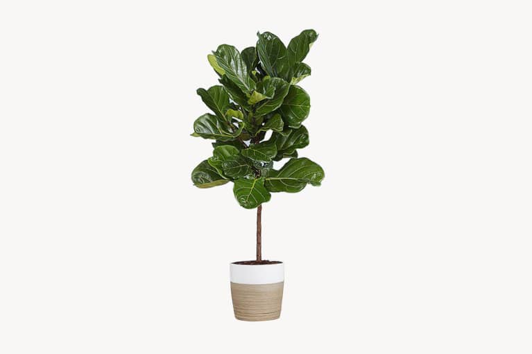 Fiddle Leaf Fig Floor Plant Fiddle Leaf Fig Floor Plant
