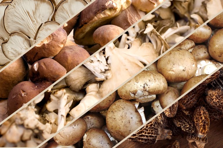 13 different types of mushrooms 13 different types of mushrooms