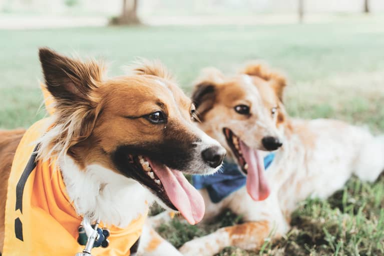 5 Reasons To Start Your Dog On A Raw Food Diet 5 Reasons To Start Your Dog On A Raw Food Diet