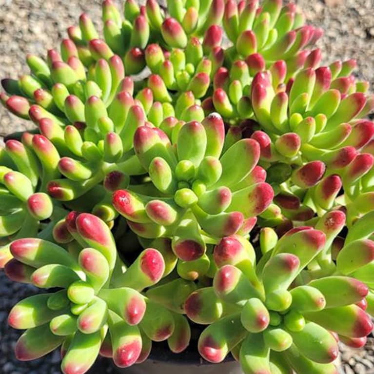 bright green succulent with red tips in sunny garden