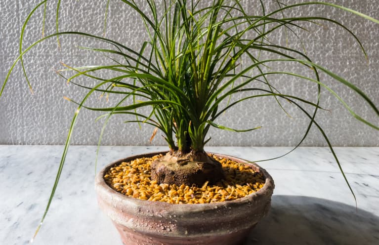 Found It: A Striking Houseplant You Won't Have To Worry About On Vacation