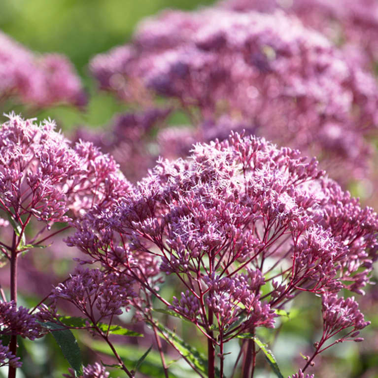 Close up of Joe-Pye Weed flower in field Close up of Joe-Pye Weed flower in field
