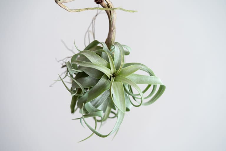 Tillandsia Streptophylla setting on wood stick Tillandsia Streptophylla setting on wood stick