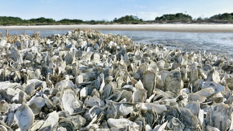 Turns Out, Oysters Are An Unlikely Ally In The Fight Against Climate Change